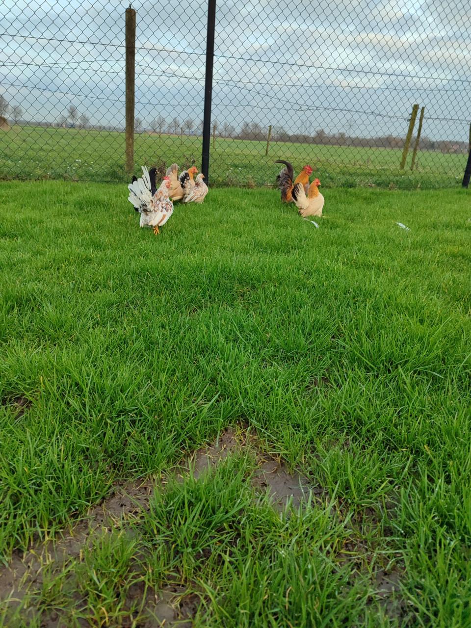 Mooie Serama hanen en hennen.