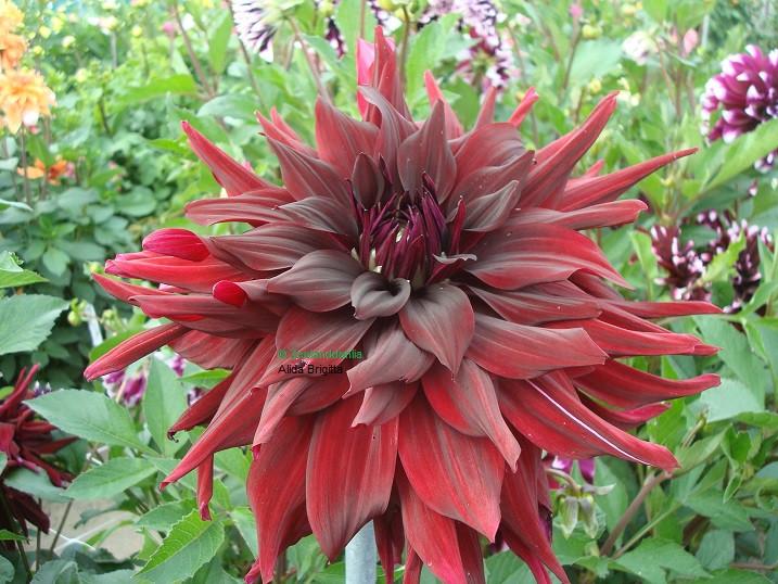 Dahlia's nog in vele soorten en kleuren, prijzen vanaf