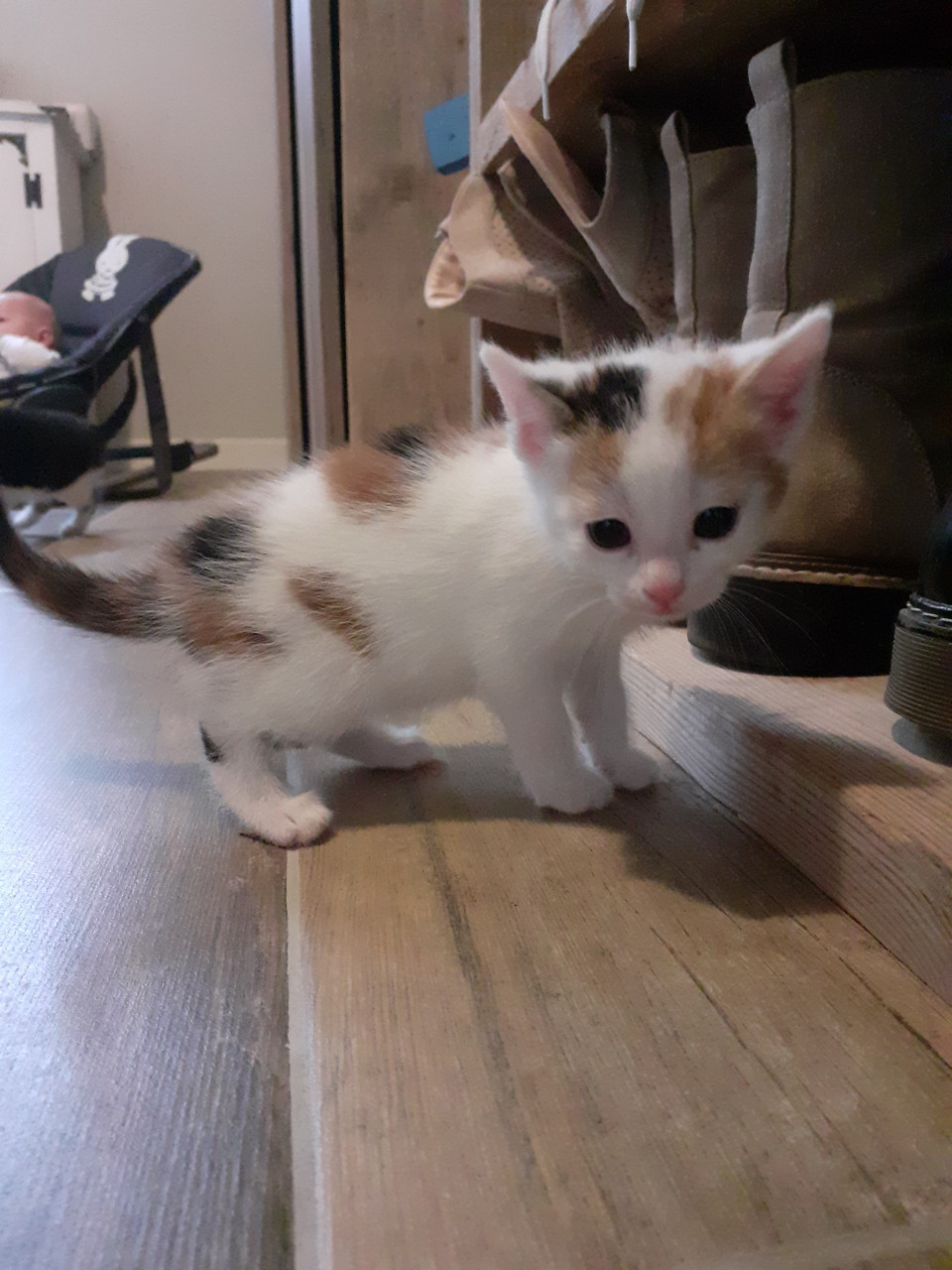 Kittens