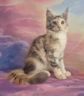 Maine coon poesje met stamboom polydactyl