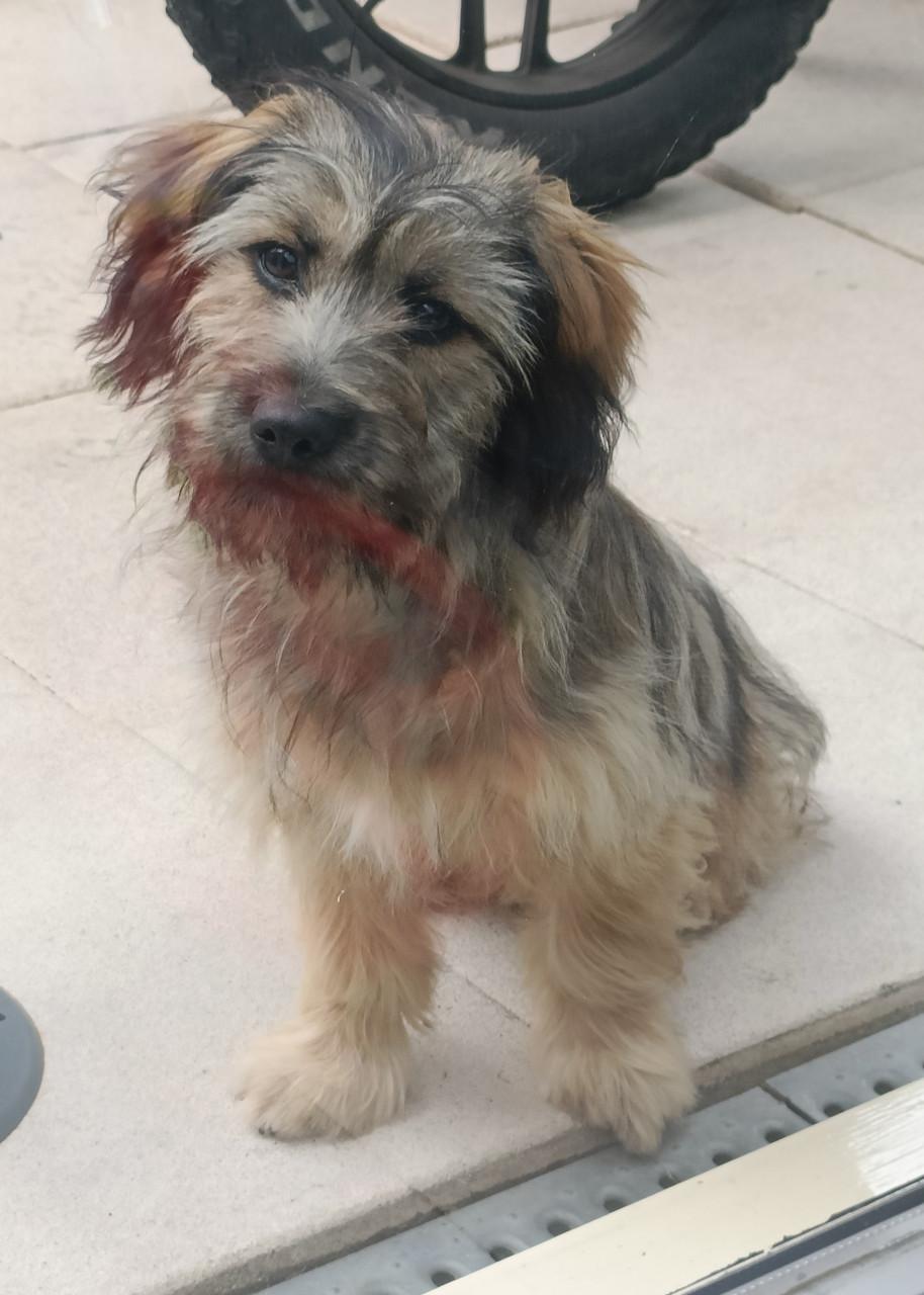 Lieve sociale fluffy pup 6mnd teefje