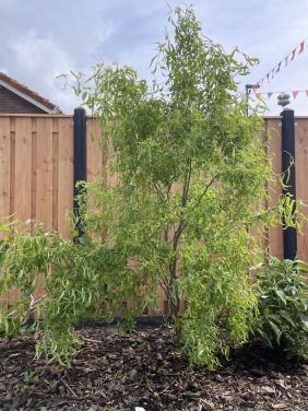 Kronkelwilg jonge bomen afhalen