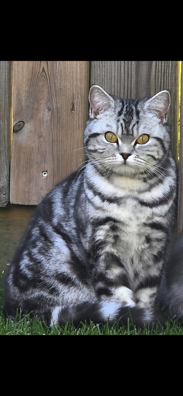 Brits korthaar kittens