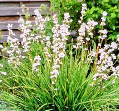 Libertia
