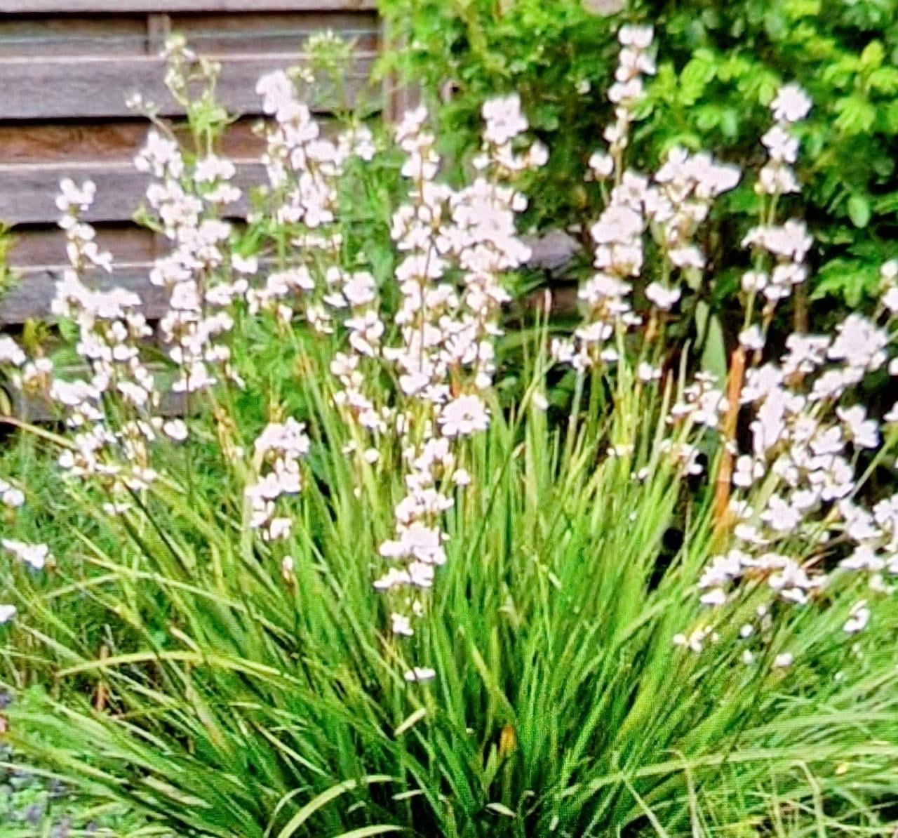 Libertia