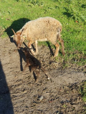 Soay schapen rui schaap