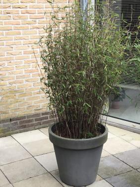 Tuinplanten bamboes op pot