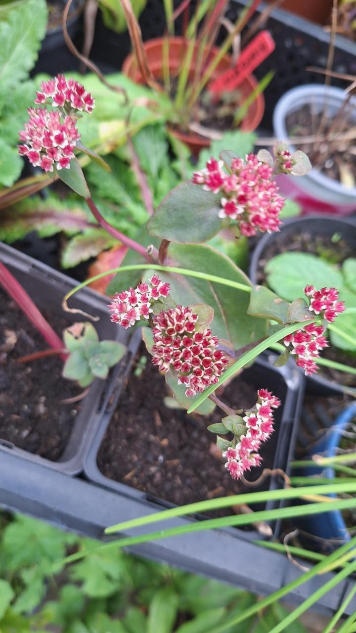 Sedum