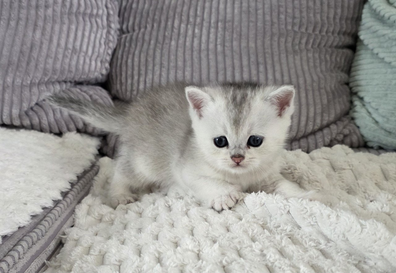 Brits korthaar silver tabby kittens (Whiskas)