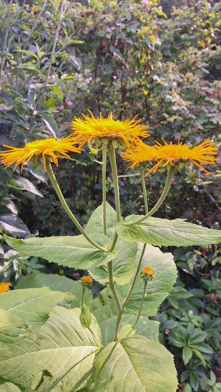 Inula geel