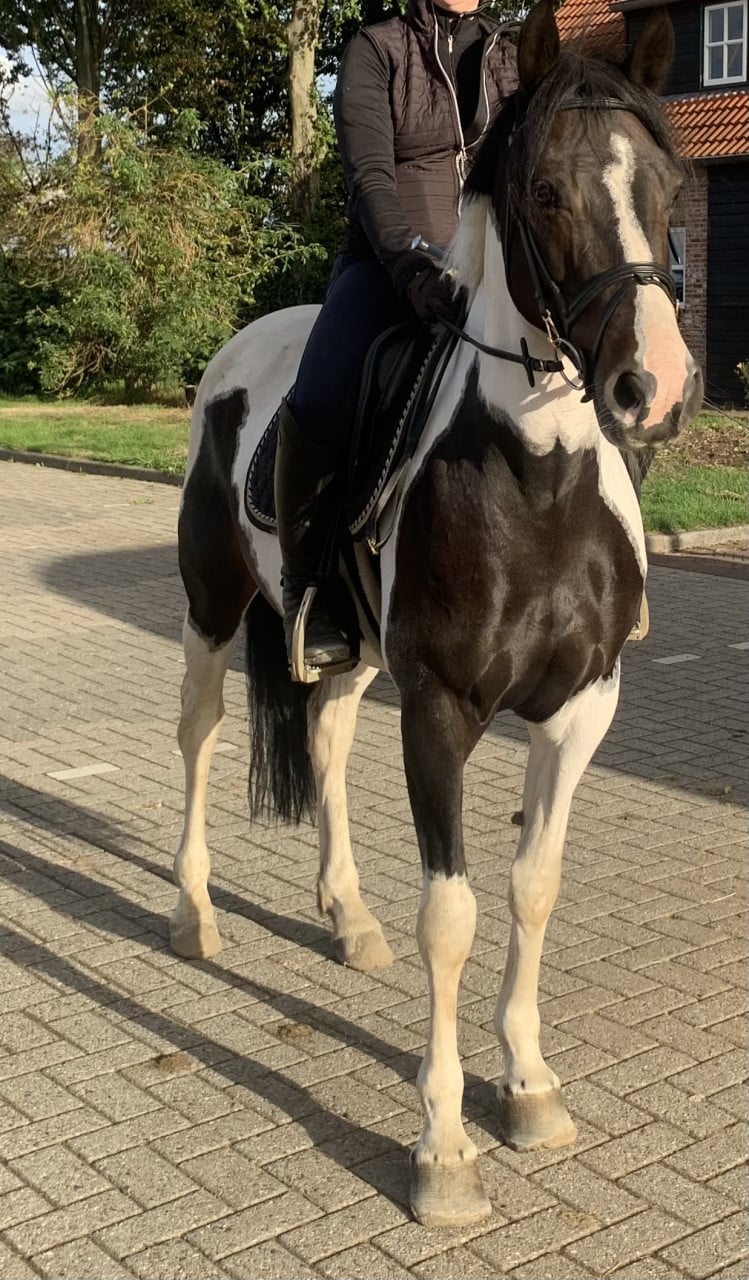Hele lieve en knappe pony