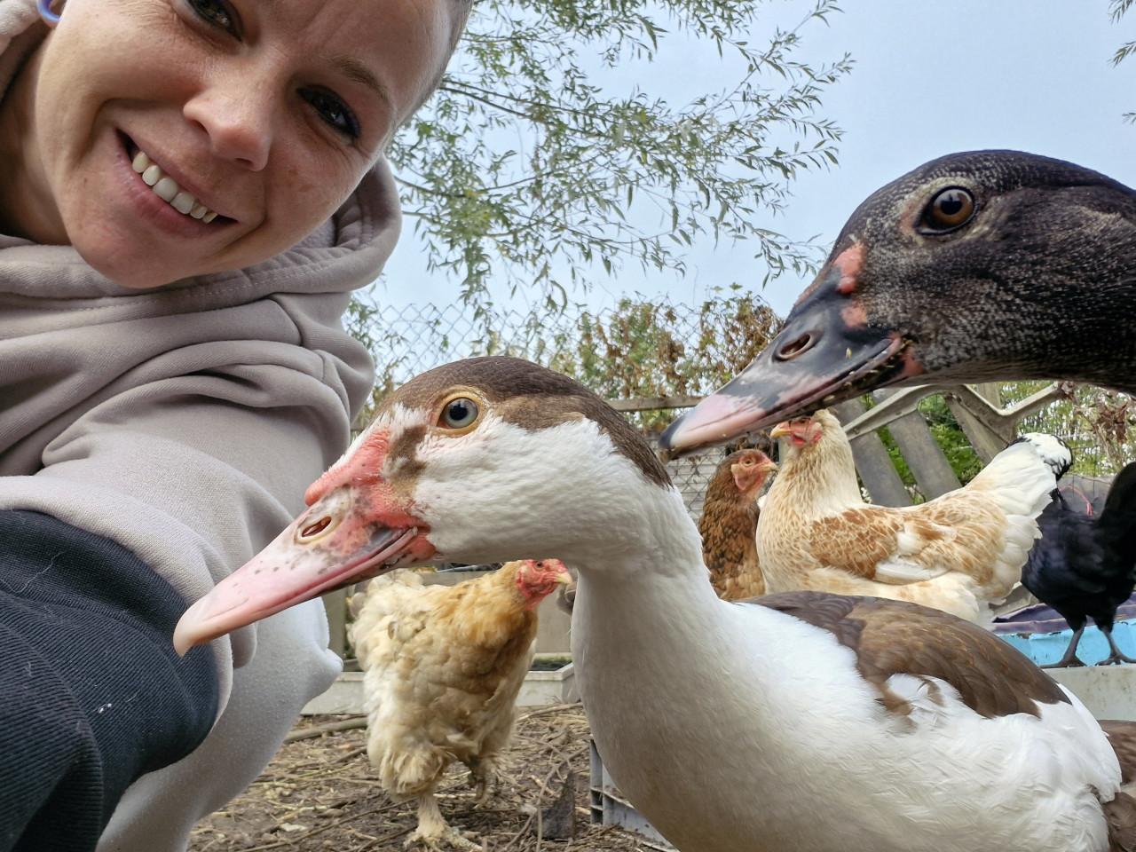 2 kaapse eenden mannetjes