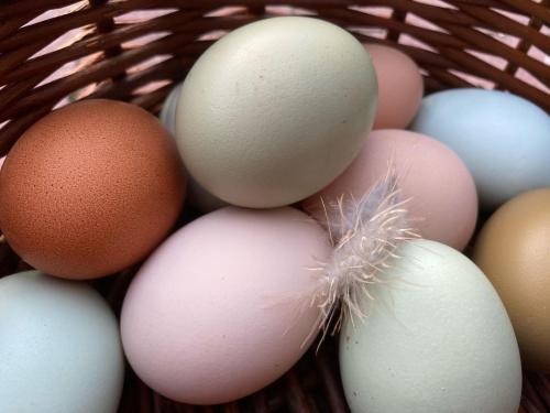 Easter egg haantjes