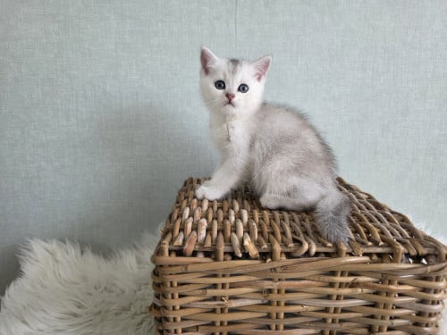 Brits korthaar Black silver shaded kitten