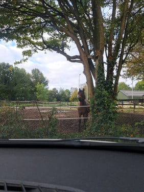 Paardenstal voor pony van 1.55 mtr