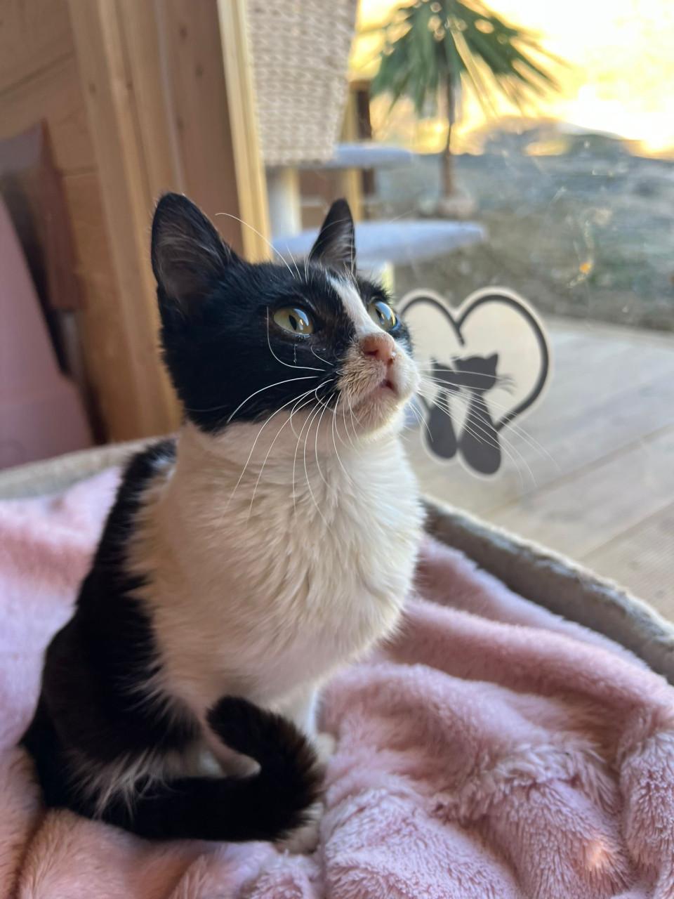 Deze 2 lieve kittens zoeken samen naar een lief baasje!