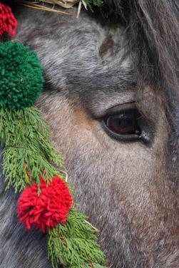 Fotografie-maatje gezocht