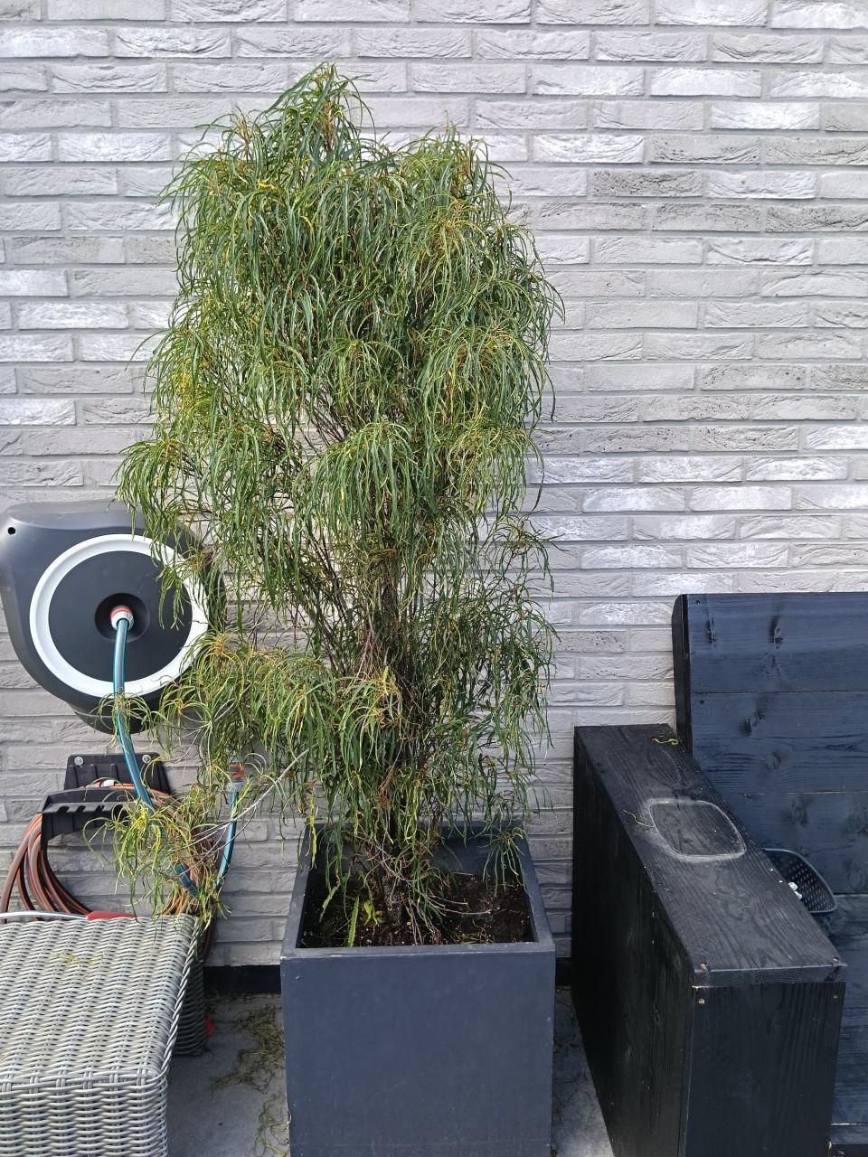 Grote Frangula alus fine line