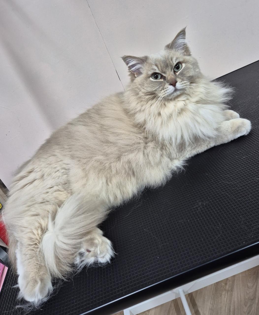 Liefdevolle vachtverzorging voor honden & katten!