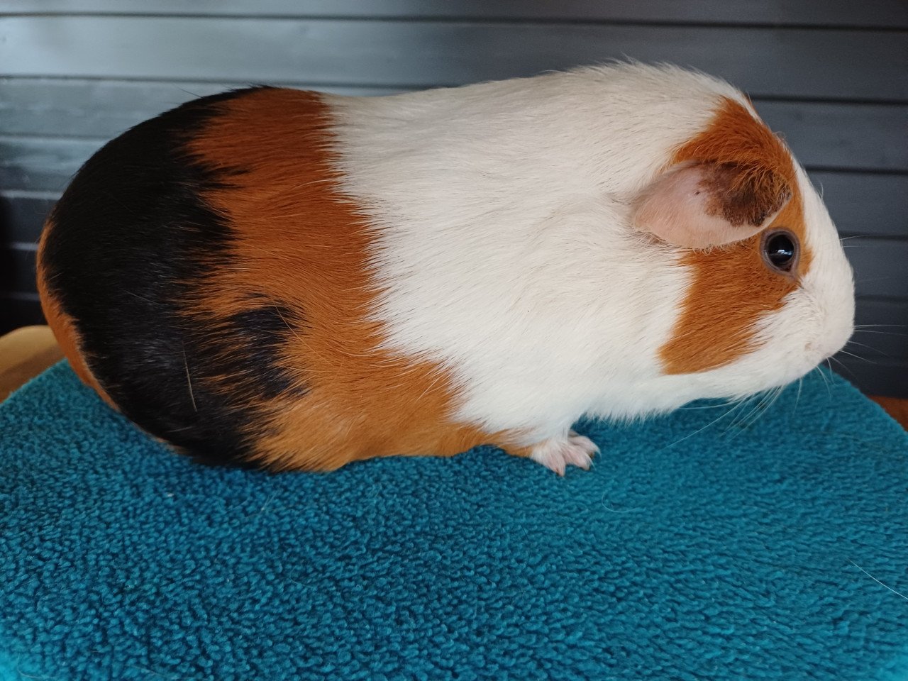 Diverse cavia's aangeboden