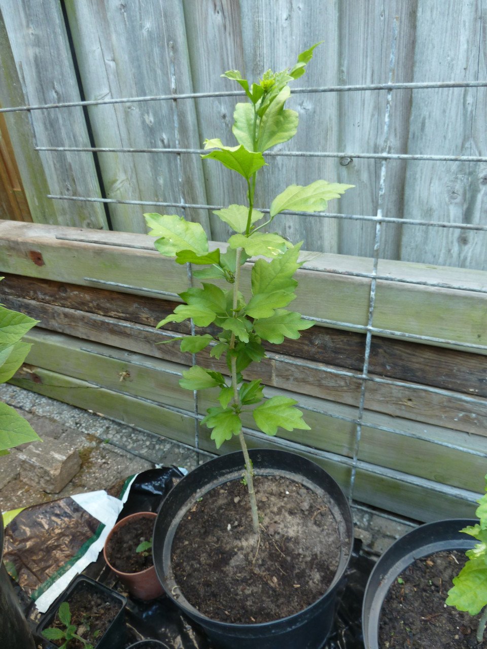 OPRUIMING VASTE PLANTEN