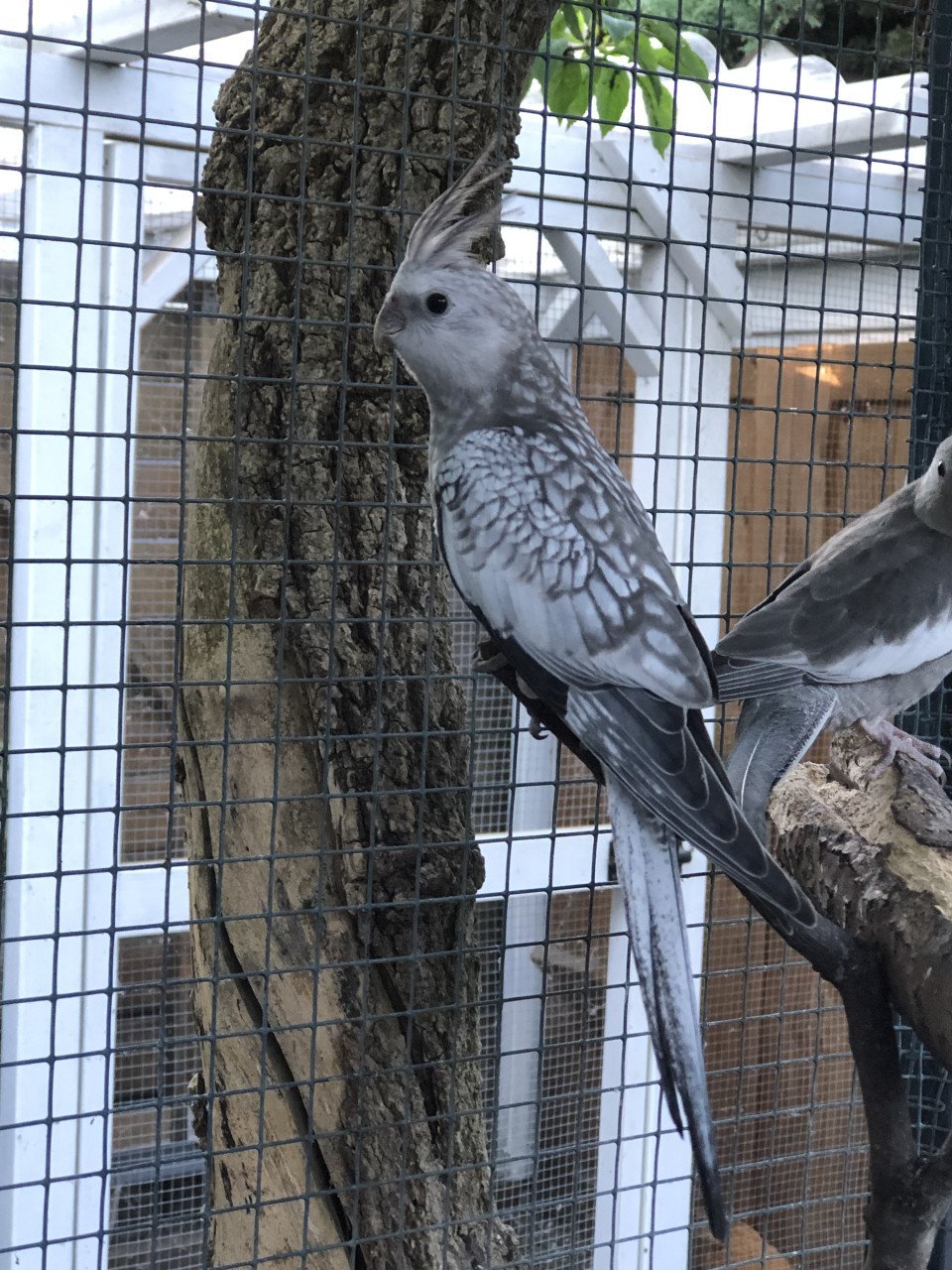 Valkparkiet ( 8 wkn)
