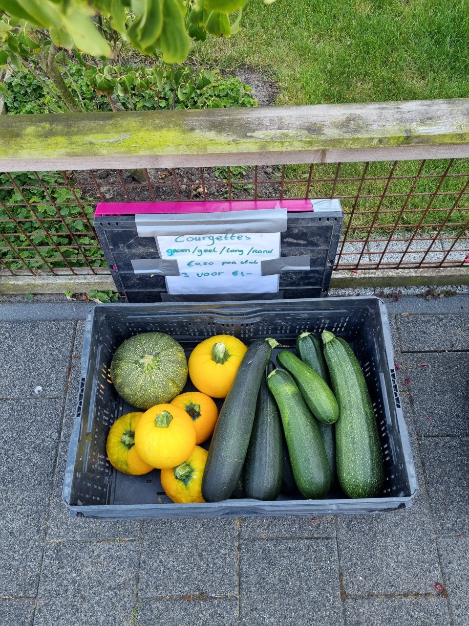 Diverse plantjes