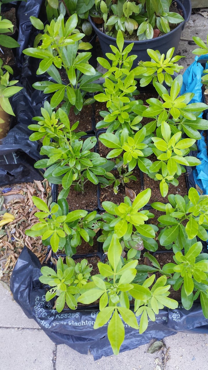 Choisya Ternata