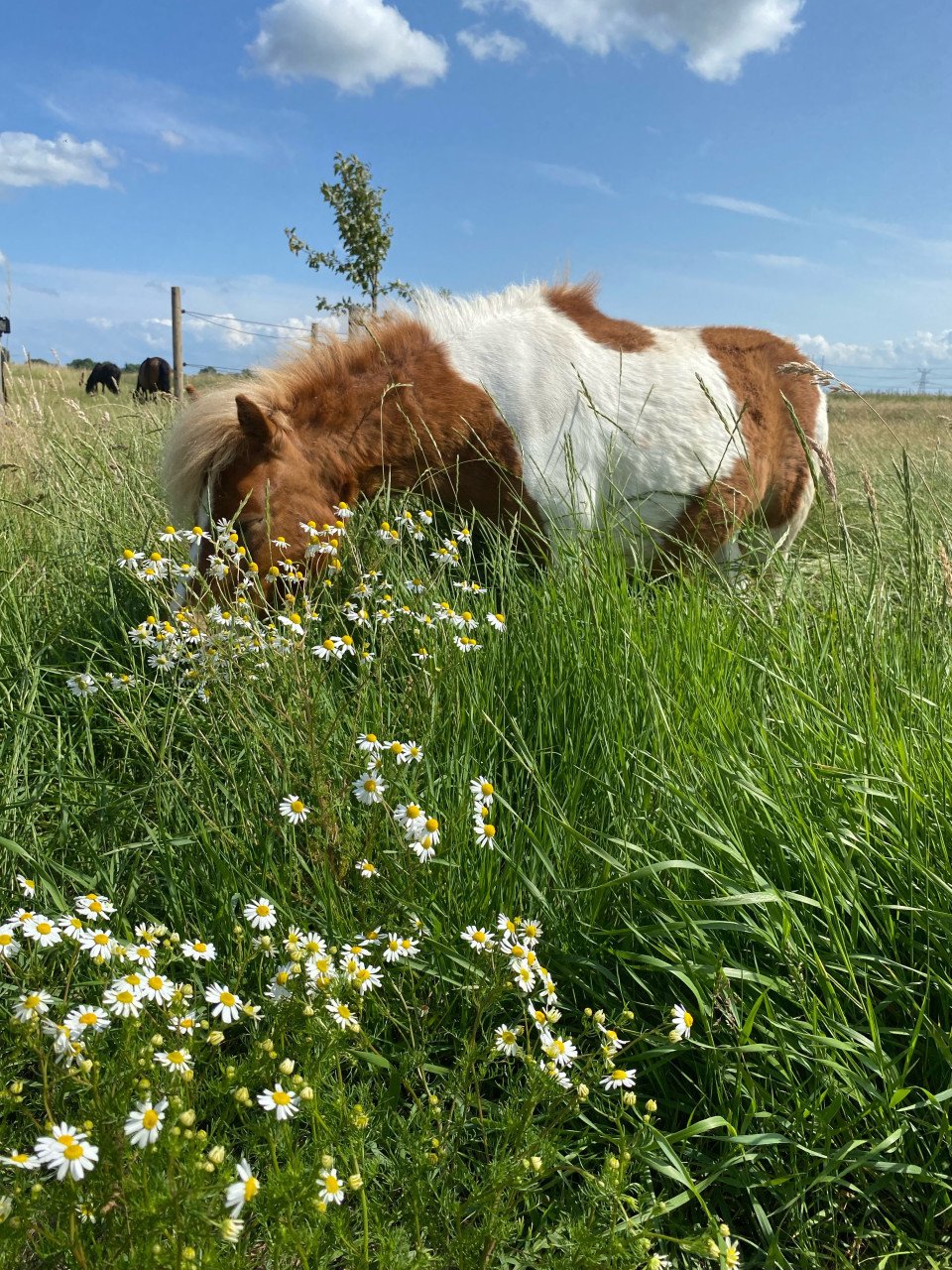 Plekje vrij voor pony