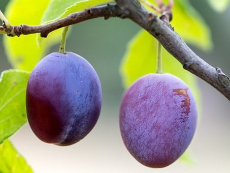 Biologisch moes tuinieren in Middelburg