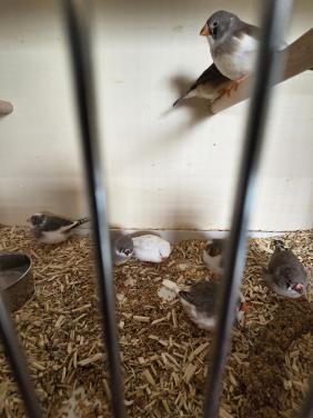 10 stuks zebravinken