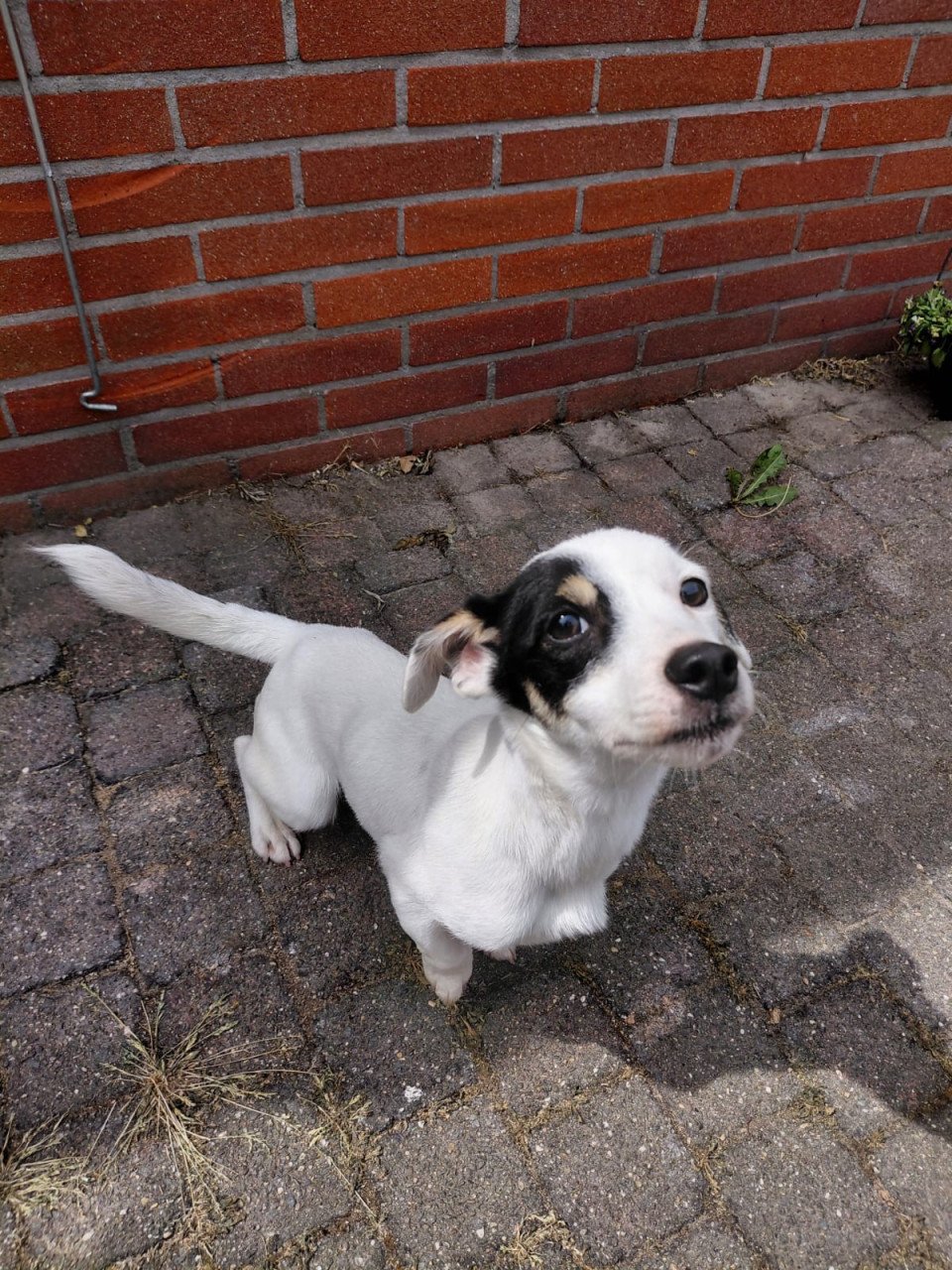 Jack russel