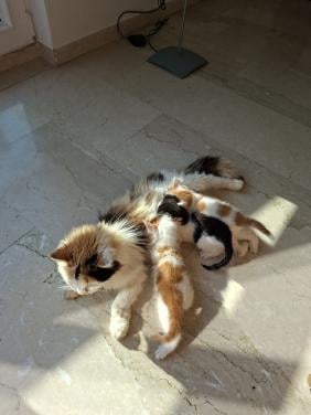 2 katertjes 3 maanden oud ontwormt