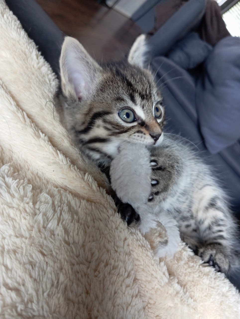 Kittens