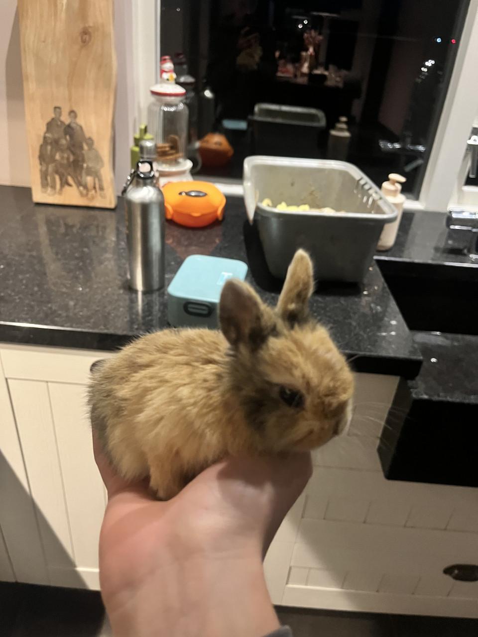 Hele lieve baby konijntjes