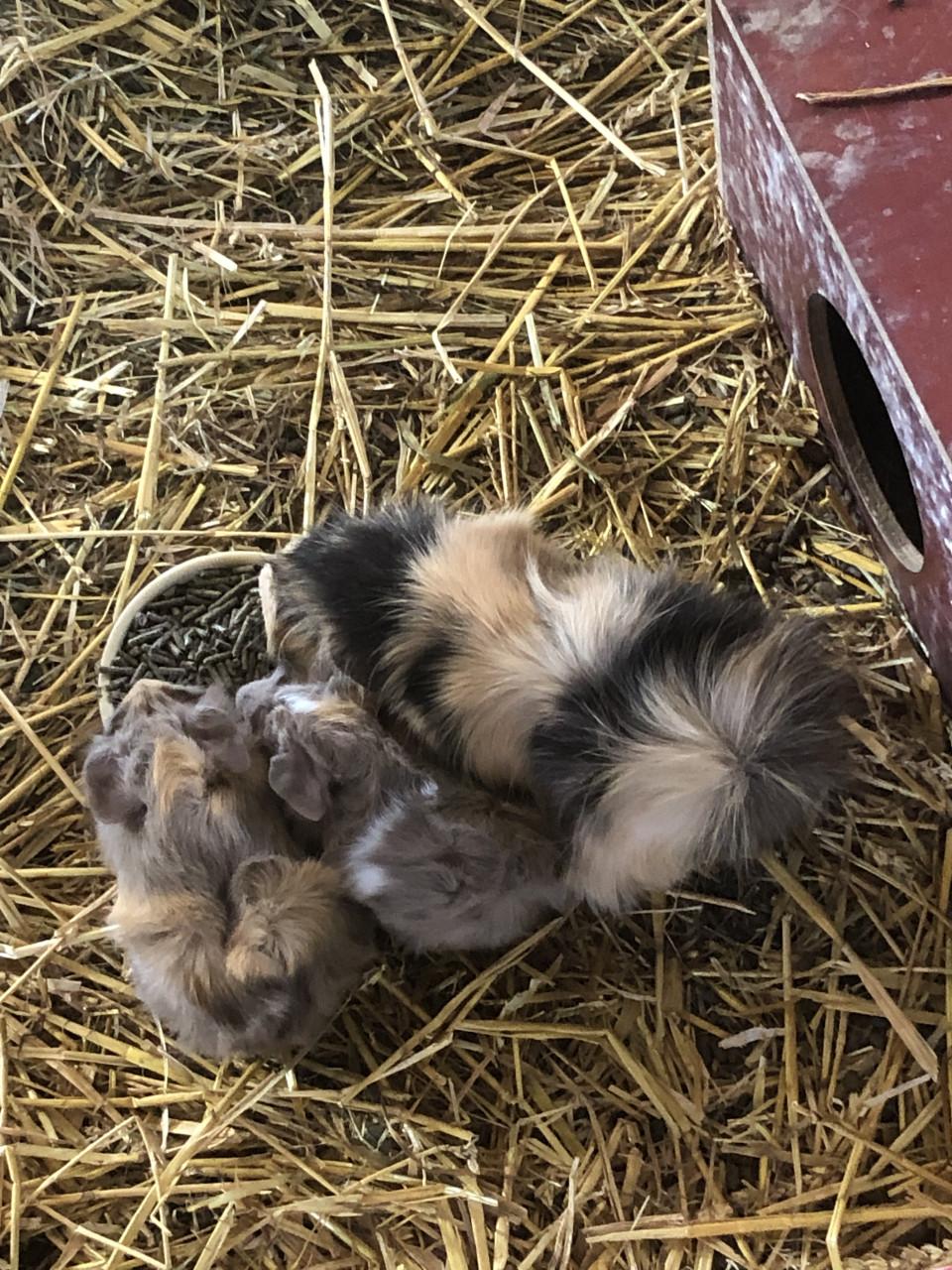 Baby cavia’s!