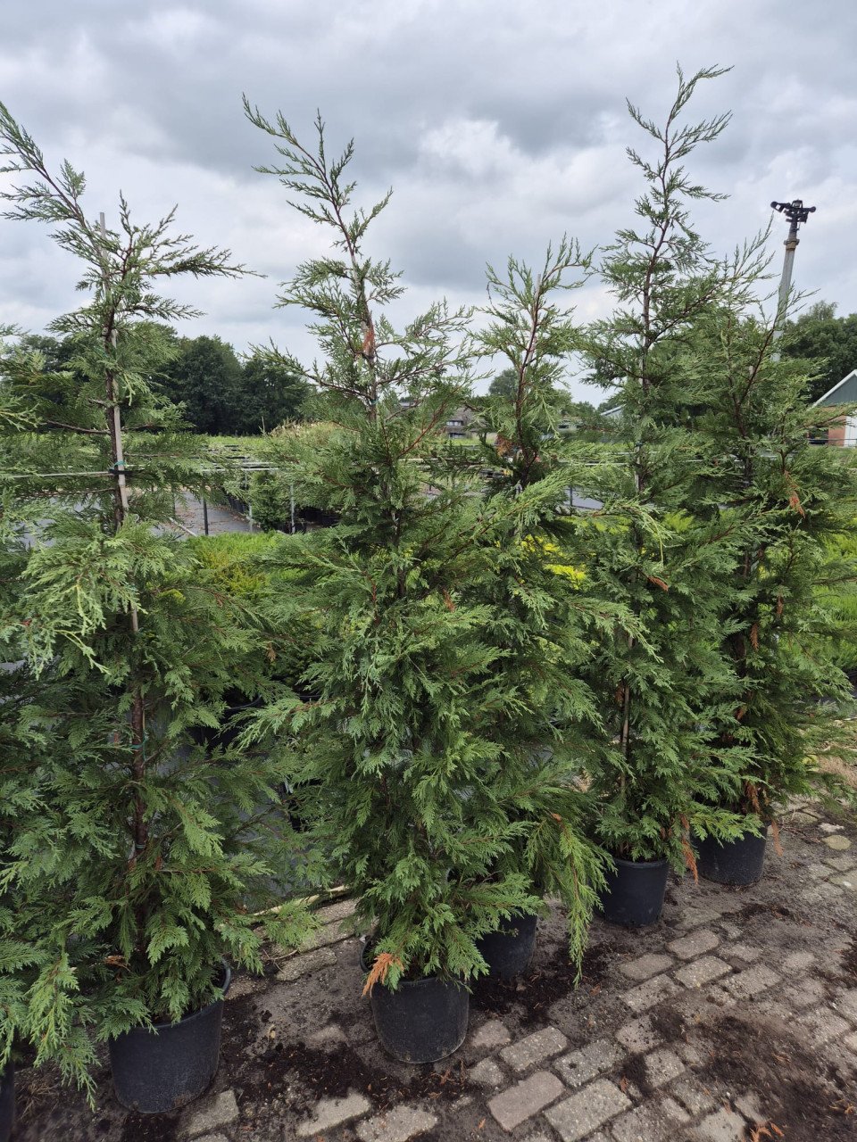 Leylandi haagconiferen in pot, tot 225 cm hoog
