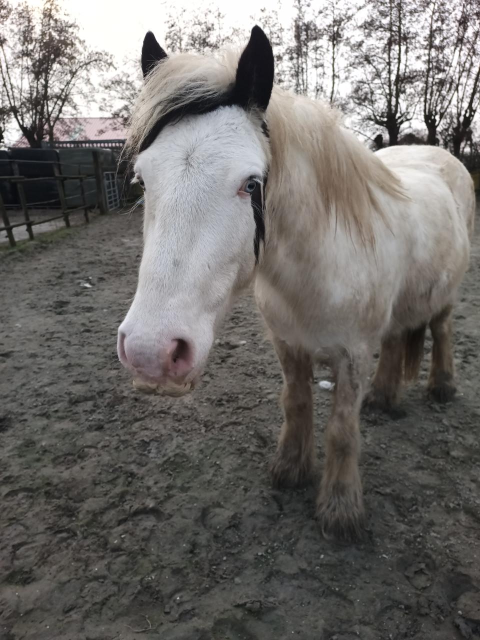 Mooi shetlander ruin