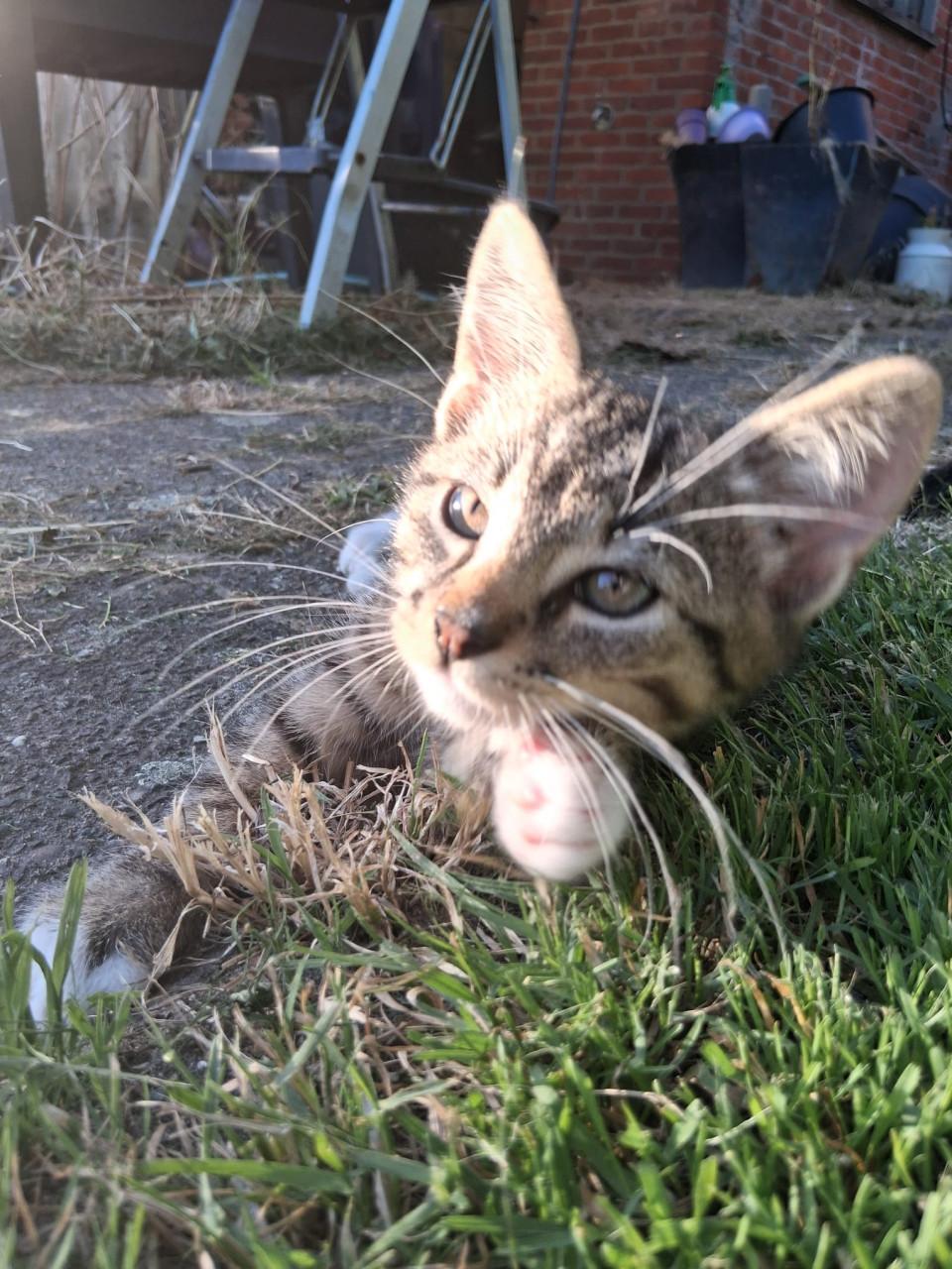 Kittens