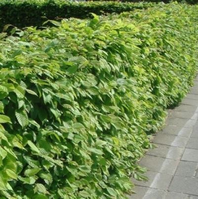 Haagbeuk - carpinus betulus potgekweekt
