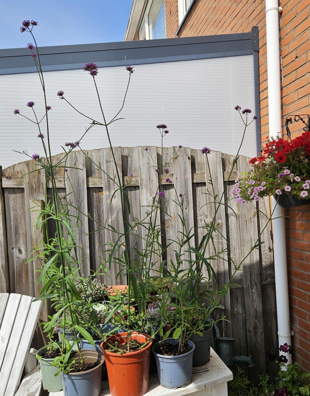 Verbena