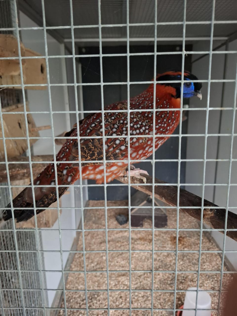 Temminck trapogaan haan