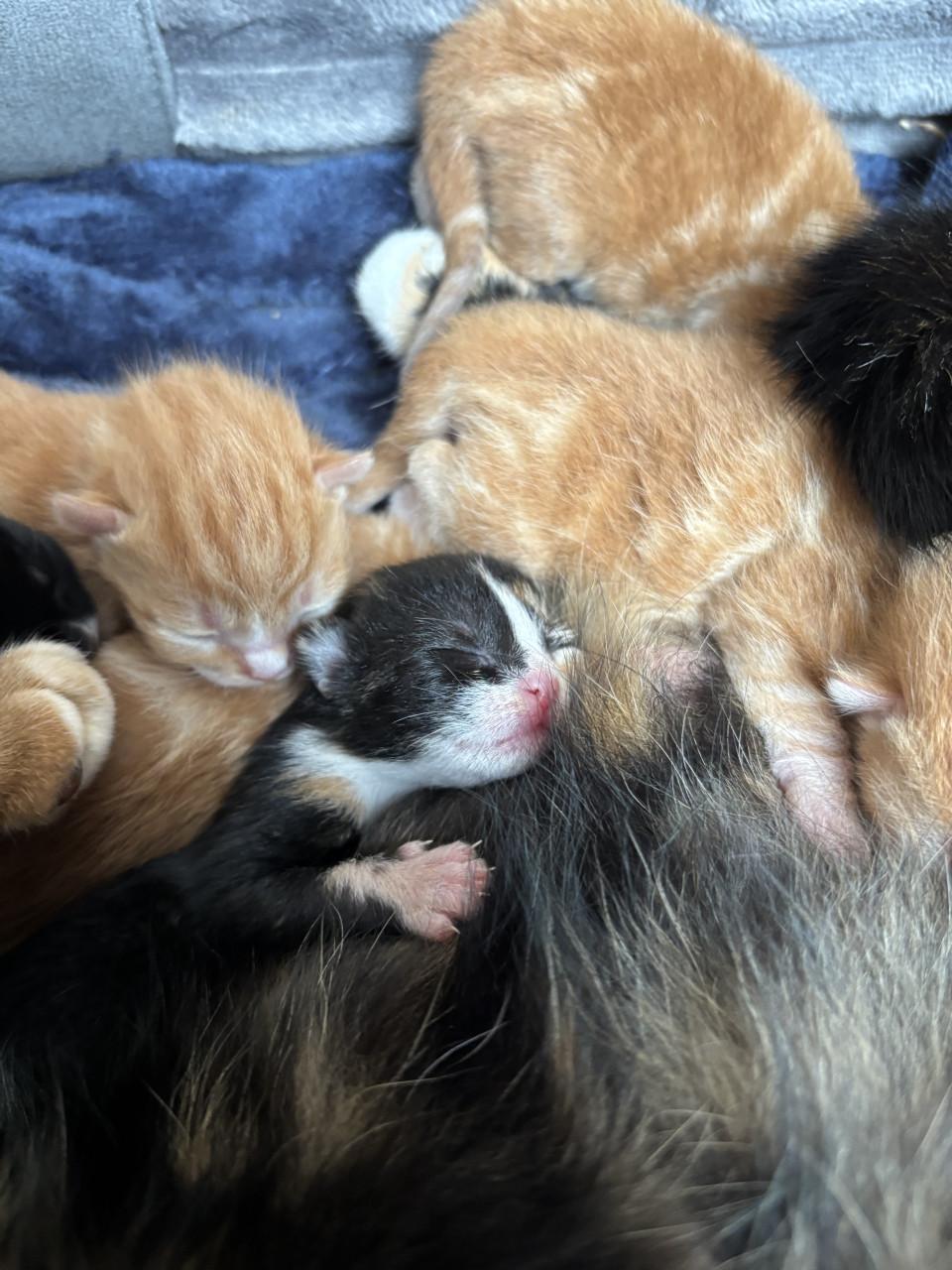 Kittens zoeken gouden mandje ❤️