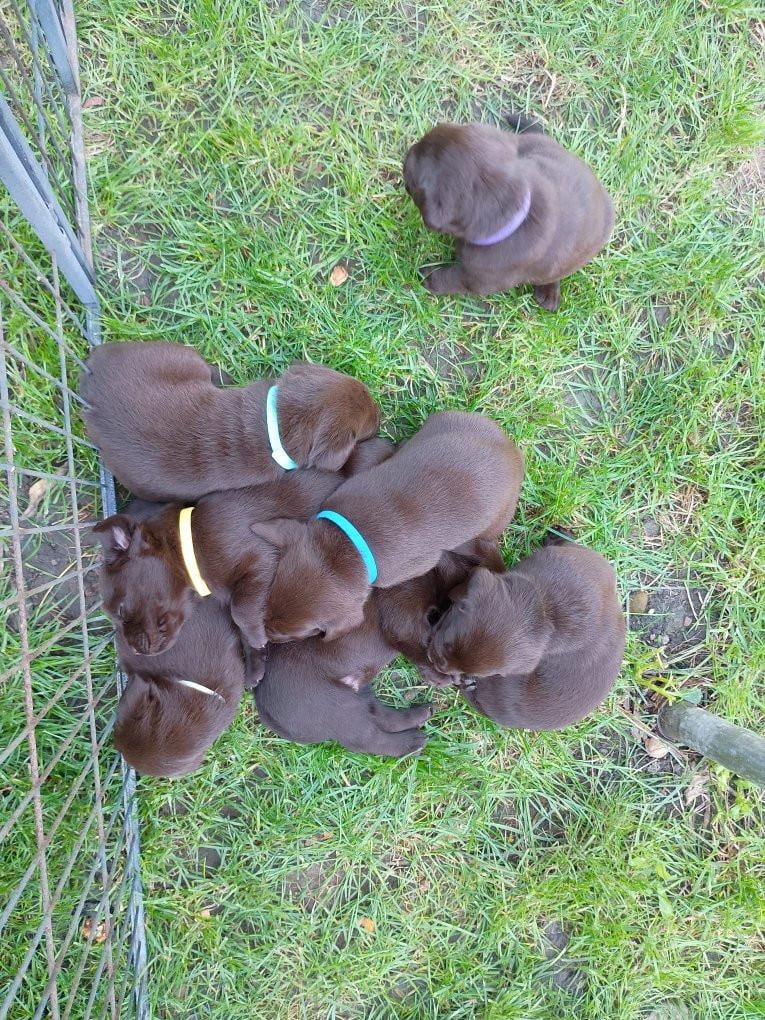 6 labrado puppy's