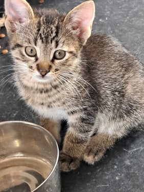 Kitten kater die nog een goed huisje zoekt!