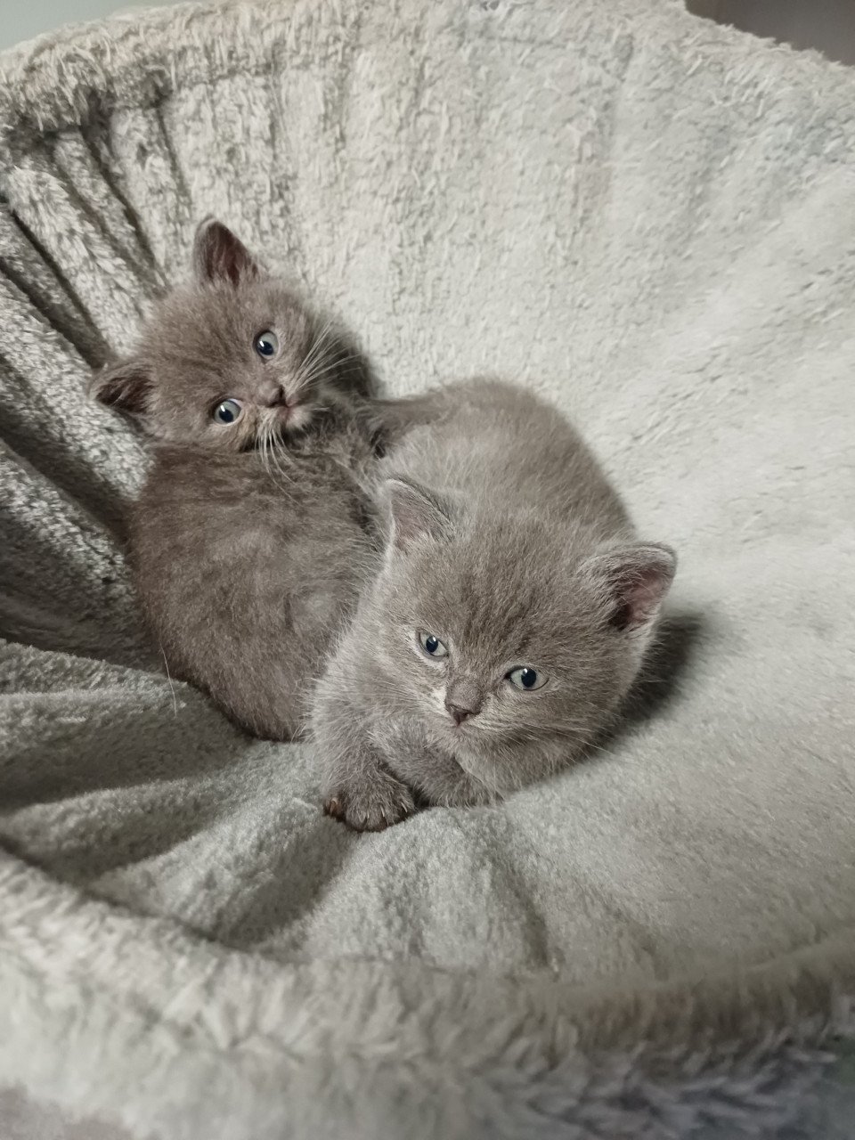 Leuke Brits Korthaar x Ragdoll kittens beschikbaar