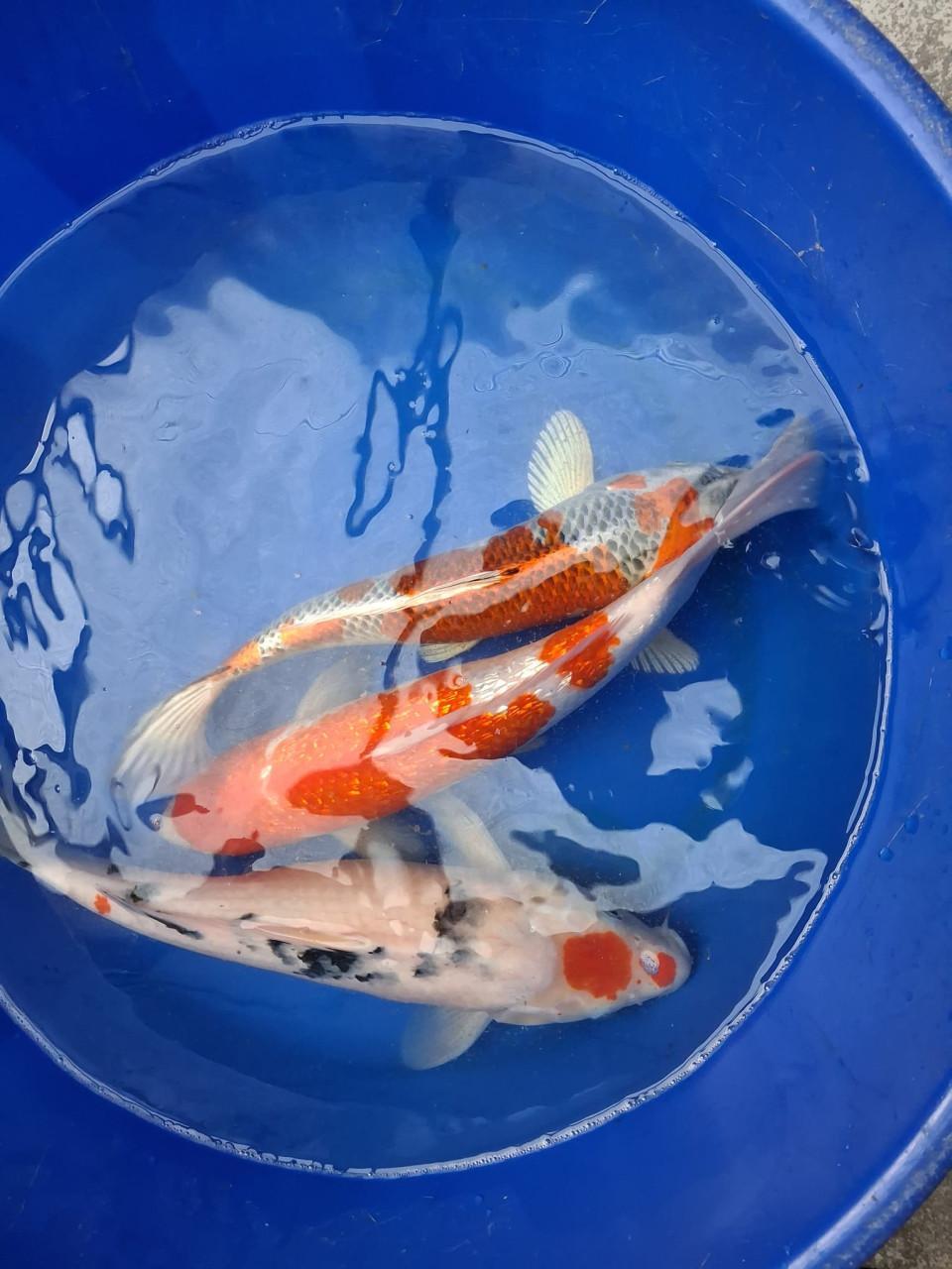 Diamand steur en mooie koi