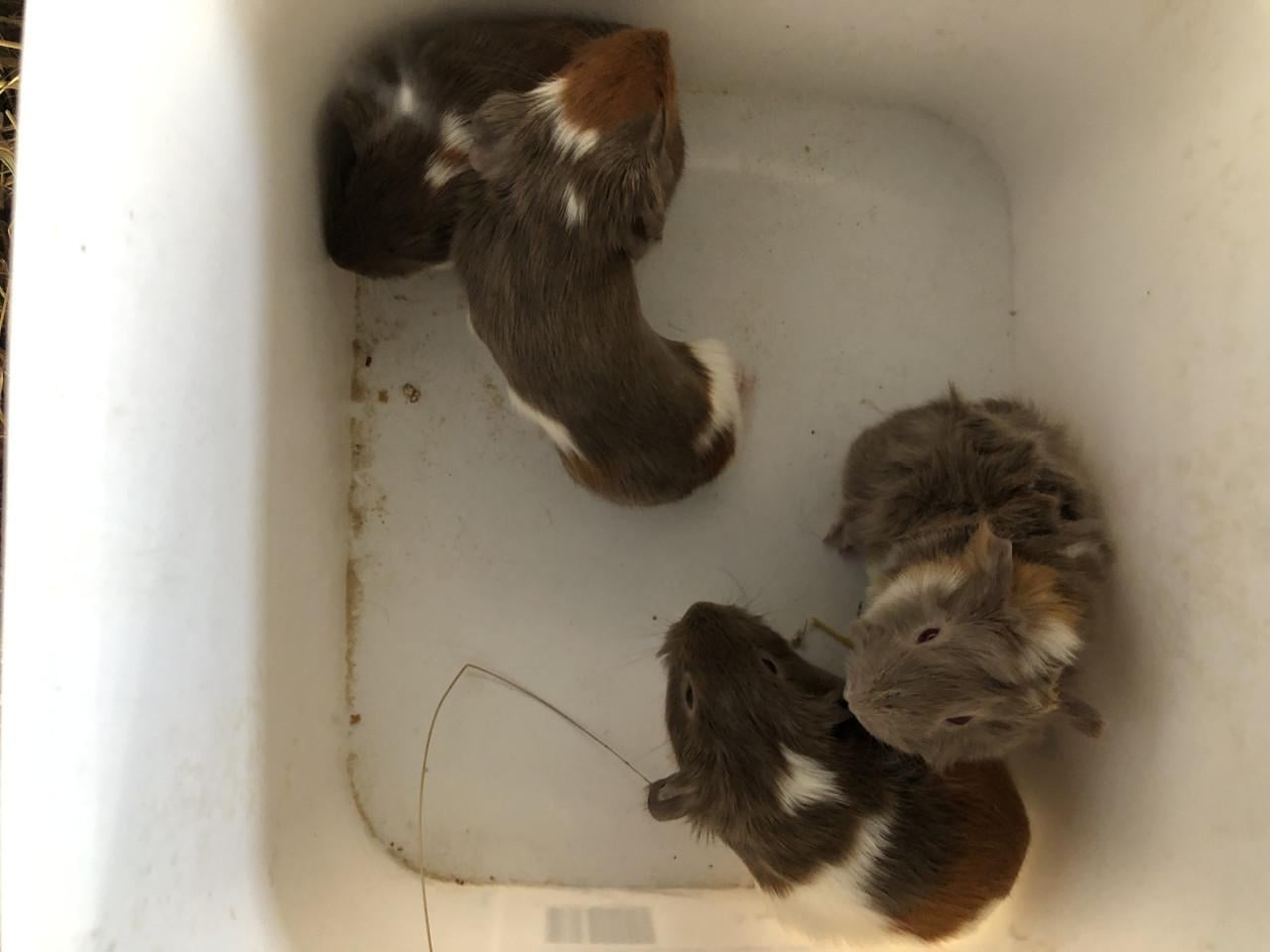 Schattige babycavia’s!!