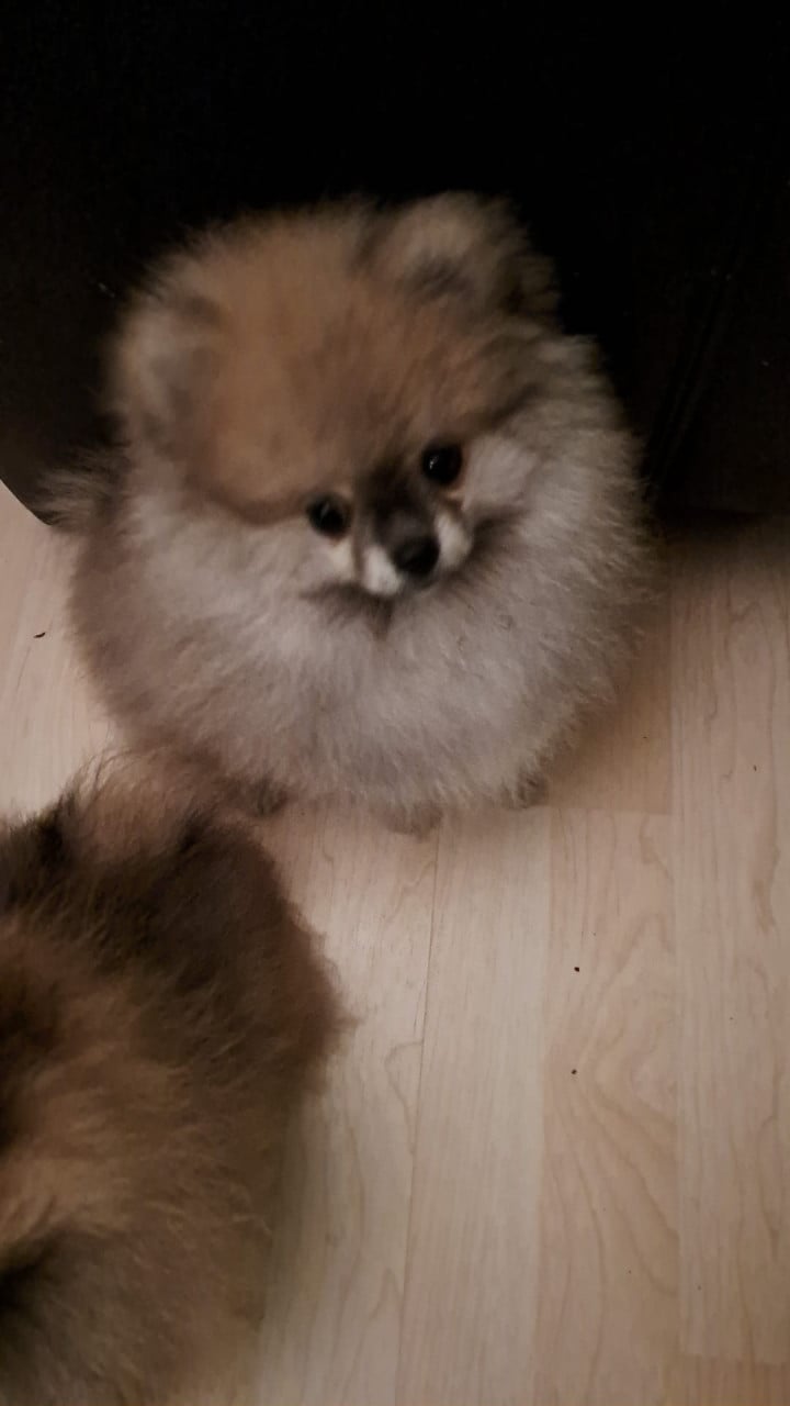 Pomeriaan (dwerg keeshond) puppy