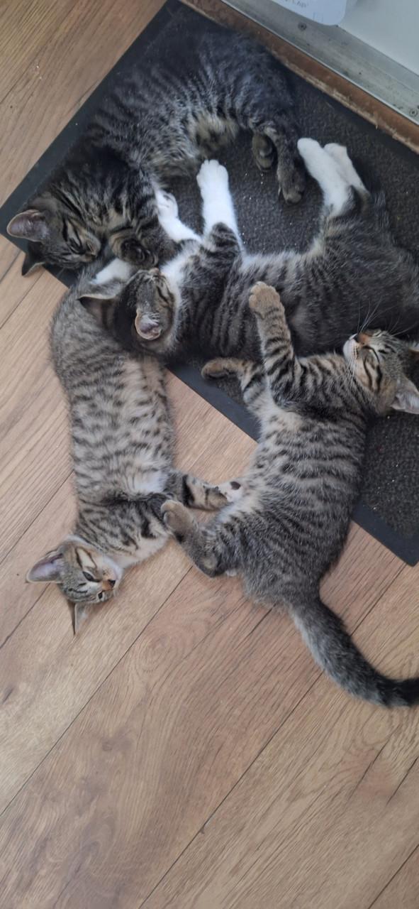 Kittens